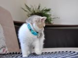 A Kalite British Shorthair Erkek