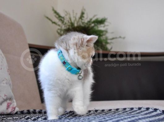A Kalite British Shorthair Erkek görsel
