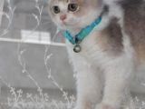 A Kalite British Shorthair Erkek