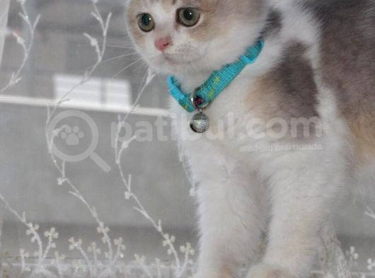 A Kalite British Shorthair Erkek görsel