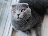 Dünya Tatlısı Badem Scottish Fold