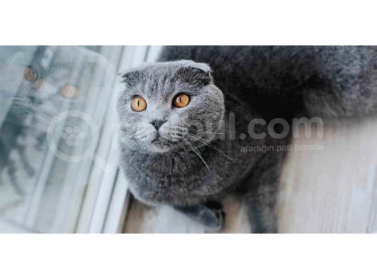 Dünya Tatlısı Badem Scottish Fold görsel