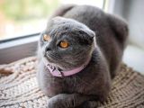 Dünya Tatlısı Badem Scottish Fold