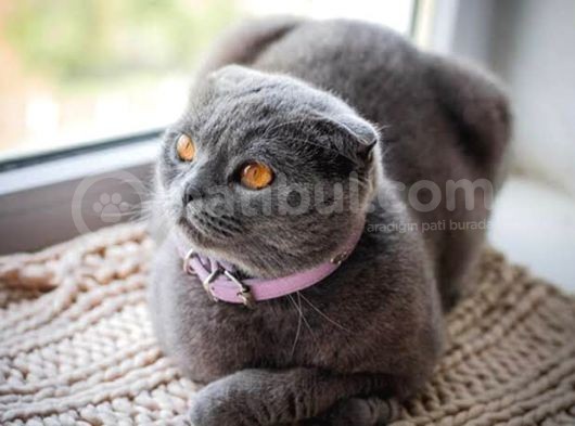 Dünya Tatlısı Badem Scottish Fold