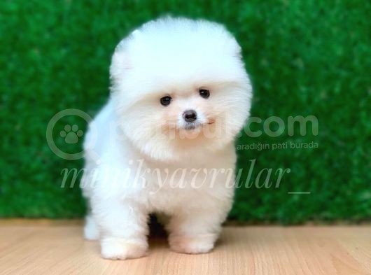 Orjinal Pomeranian Yavrularımız