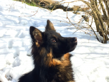 Köpeğim Çalındı