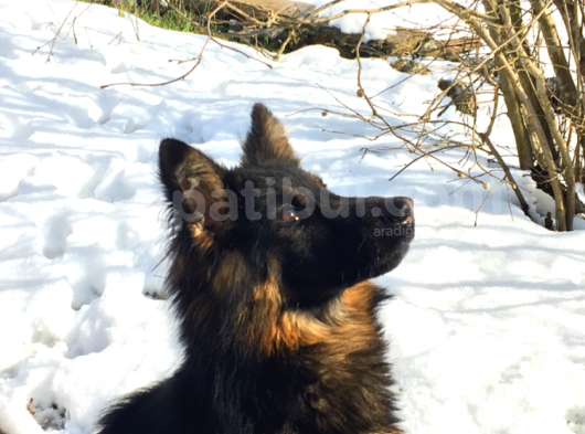 Köpeğim Çalındı
