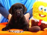 Fci Şecereli Labrador Retriever 