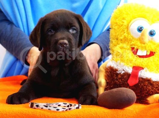Fci Şecereli Labrador Retriever 