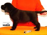 Fci Şecereli Labrador Retriever 