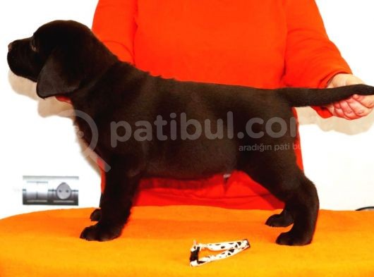 Fci Şecereli Labrador Retriever  görsel