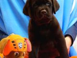 Fci Şecereli Labrador Retriever 