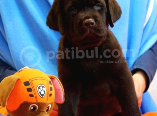 Fci Şecereli Labrador Retriever  görsel