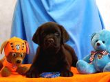 Fci Şecereli Labrador Retriever 