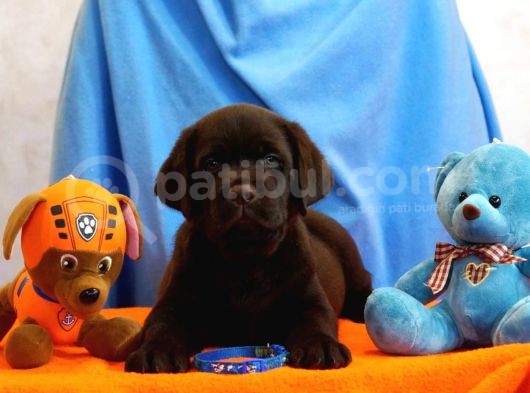 Fci Şecereli Labrador Retriever  görsel