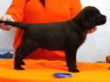 Fci Şecereli Labrador Retriever 
