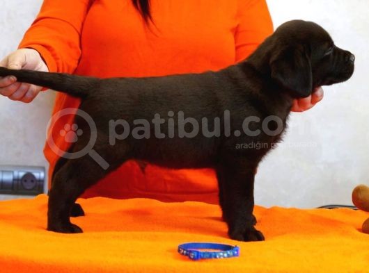 Fci Şecereli Labrador Retriever  görsel