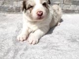 Rezerveye Uygun Border Collie