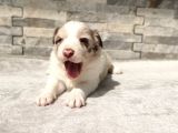 Rezerveye Uygun Border Collie 