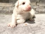 Rezerveye Uygun Border Collie 