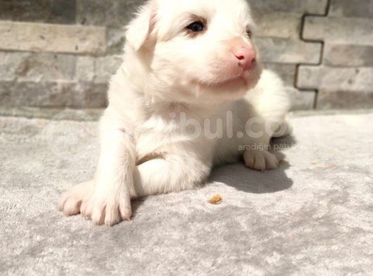 Rezerveye Uygun Border Collie  görsel