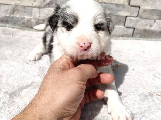 Rezerveye Uygun Border Collie