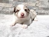 Rezerveye Uygun Border Collie