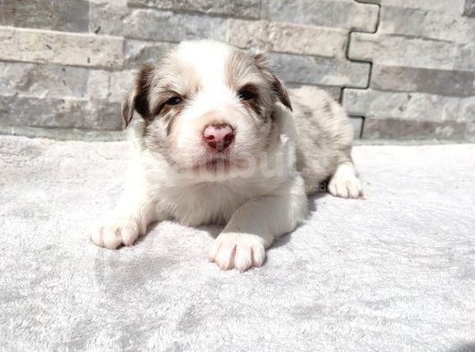 Rezerveye Uygun Border Collie görsel