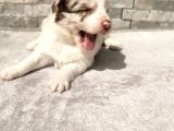 Rezerveye Uygun Border Collie