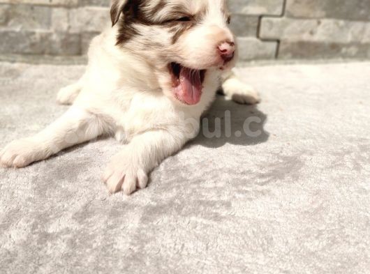 Rezerveye Uygun Border Collie görsel