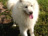1 Yasinda Erkek Samoyed Uygun