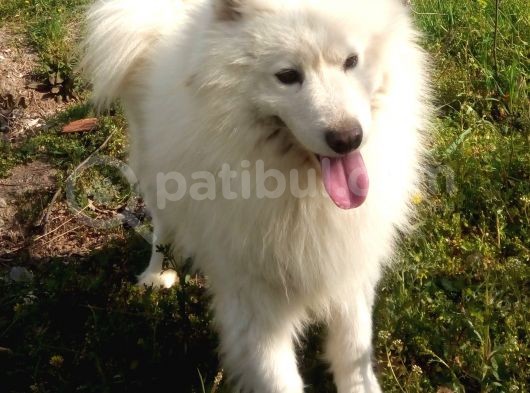 1 Yasinda Erkek Samoyed Uygun görsel