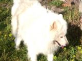 1 Yasinda Erkek Samoyed Uygun