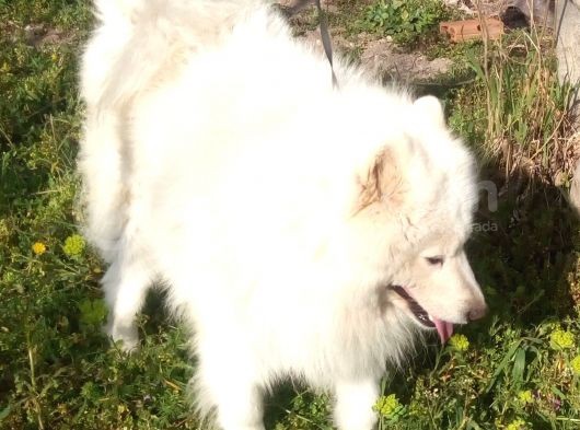 1 Yasinda Erkek Samoyed Uygun