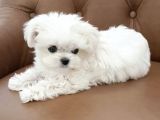 Safkan Maltese Terrier Yavrularımız