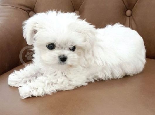 Safkan Maltese Terrier Yavrularımız görsel