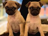 Safkan Pug Mops Yavrularımız