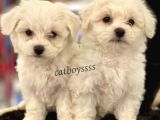 Kar Beyaz Maltese Terrier Yavrularımız