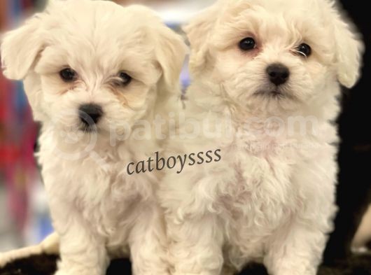 Kar Beyaz Maltese Terrier Yavrularımız görsel