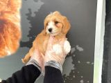 Satilik Muhteşem Renk Malti̇poo Yavrulari