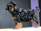 Poodle Yavrularımız Gelmiştir