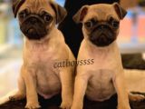 Safkan Pug Mops Yavrularımız