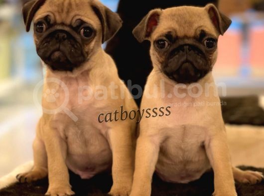 Safkan Pug Mops Yavrularımız görsel