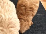Anne Alti/Evde Doğum Irk Sağlik Garanti̇li̇ Malti̇poo