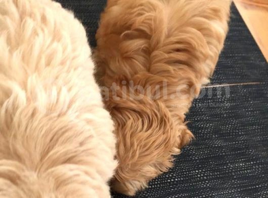 Anne Alti/Evde Doğum Irk Sağlik Garanti̇li̇ Malti̇poo görsel