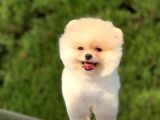 Orjinal Pomeranian Yavrularımız