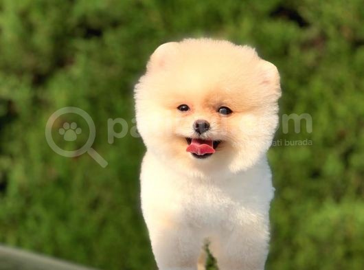 Orjinal Pomeranian Yavrularımız