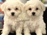 Kar Beyaz Maltese Terrier Yavrularımız