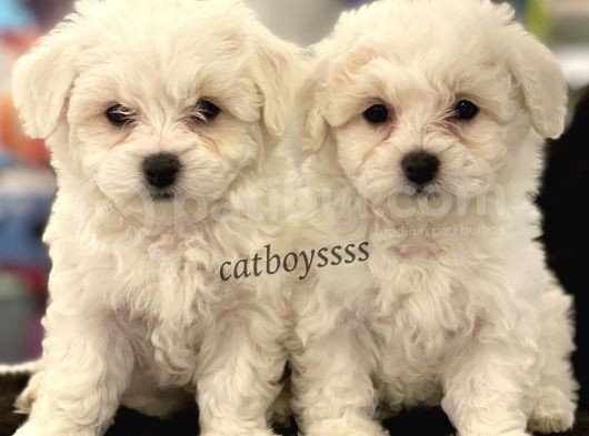Kar Beyaz Maltese Terrier Yavrularımız görsel