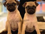 Safkan Pug Mops Yavrularımız